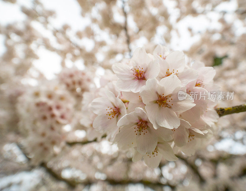 樱桃树开花