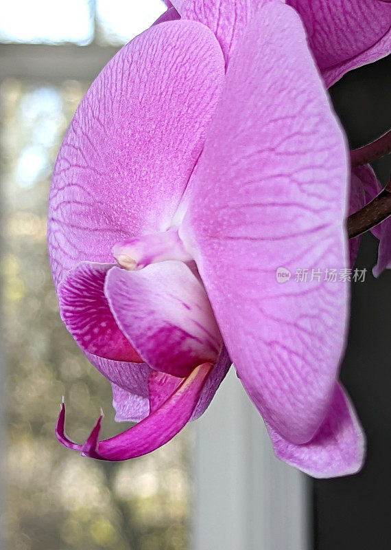 春天室内的紫色兰花
