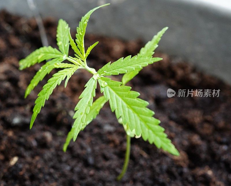 大麻植物栽培