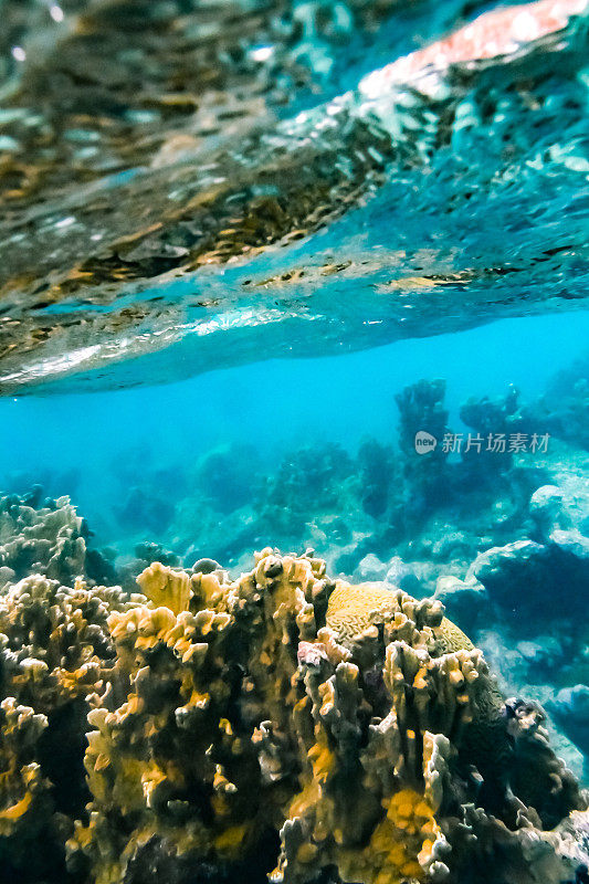 充满活力的水下珊瑚和蓝绿色海洋中的海洋生物，海底的海洋生物