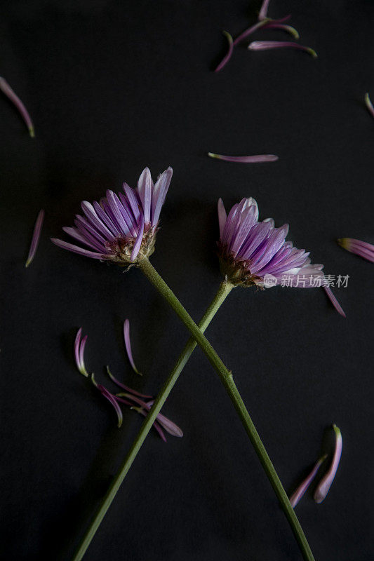 菊花紫
