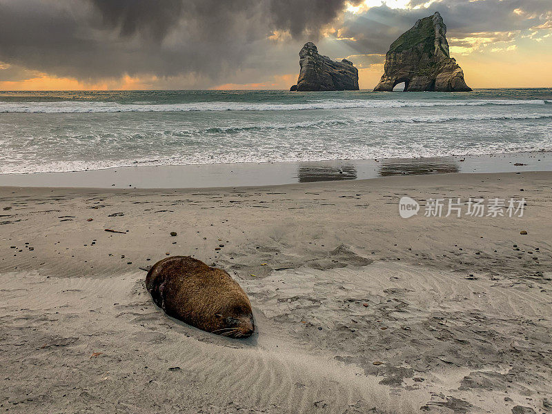 新西兰黄金湾，沃拉里奇海滩上的海豹