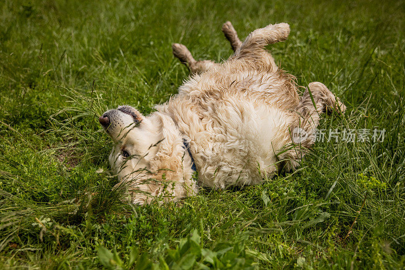 在草地上打滚的金毛猎犬