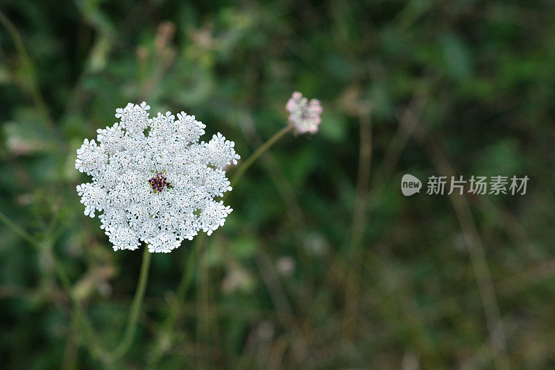 牛香芹，红心