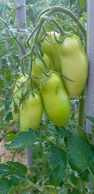 菜园里自家种植的成熟番茄
