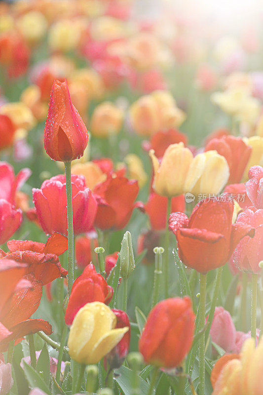 郁金香花