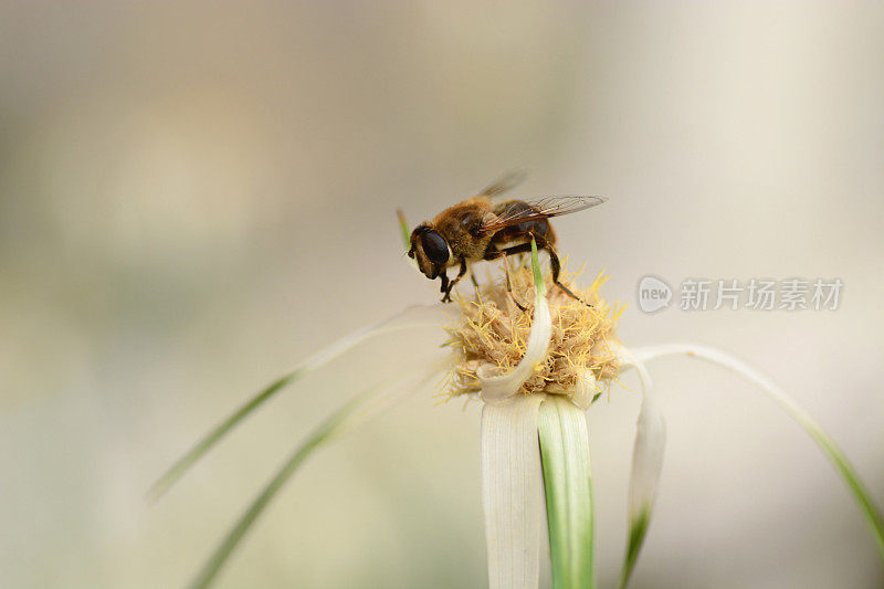 Eristalis佩蒂纳克斯