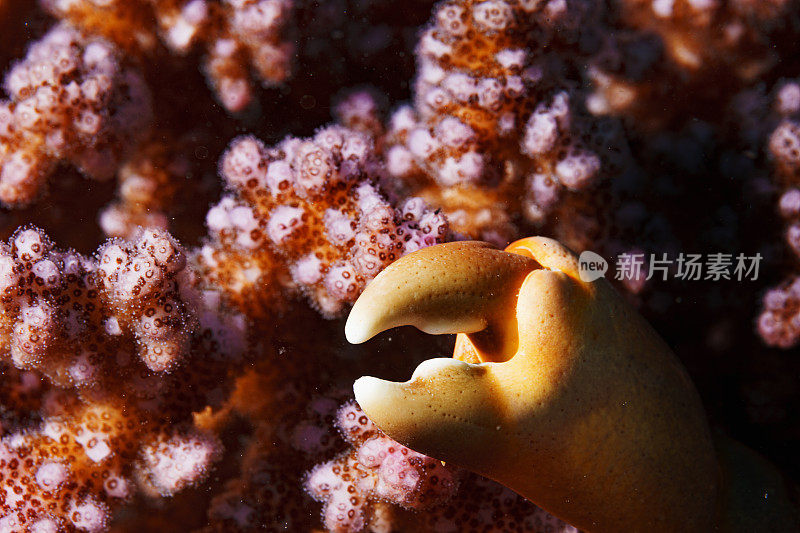 手指珊瑚和蟹爪，水下，抽象，海洋生物宏观，特写。珊瑚礁水下照片水肺潜水员的观点红海