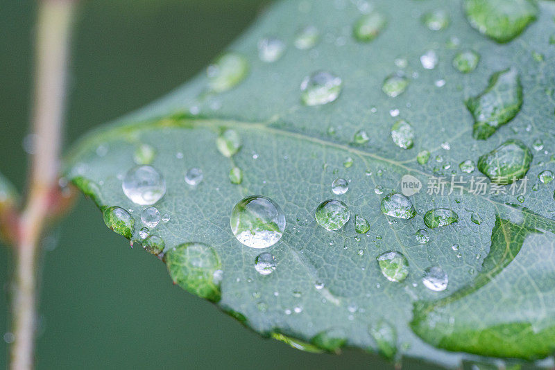 玫瑰的叶子上有雨滴