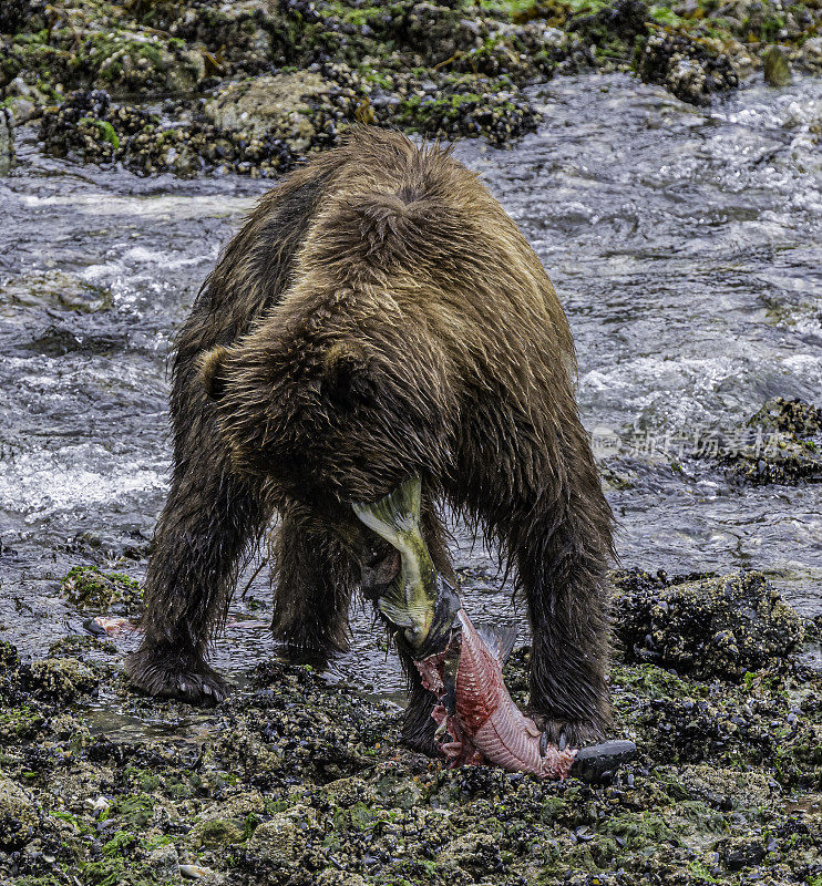 阿拉斯加半岛棕熊或半岛灰熊。隐藏瀑布，弗雷德里克海湾，阿拉斯加。钓鱼和抓鲑鱼。可怕的乌苏斯。查塔姆海峡巴拉诺夫岛的卡斯尼库湾