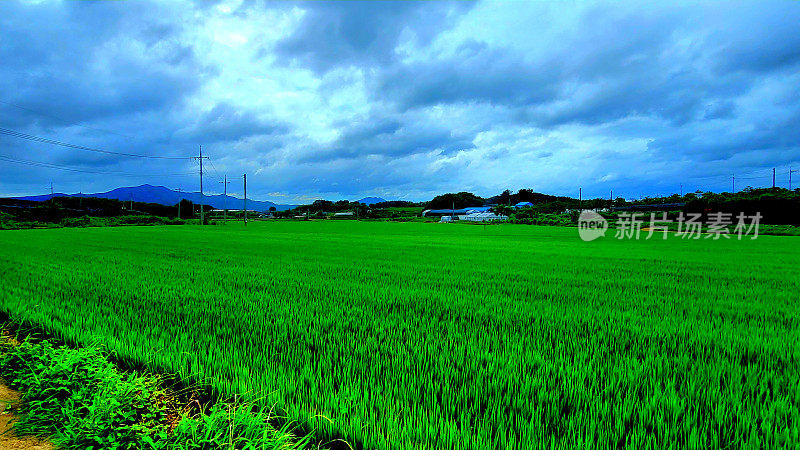 VH560-000-稻田风景