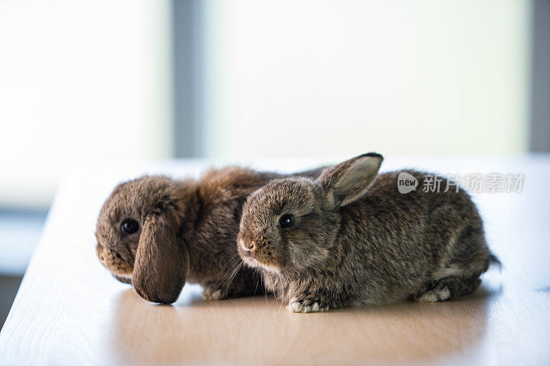 两个小兔子