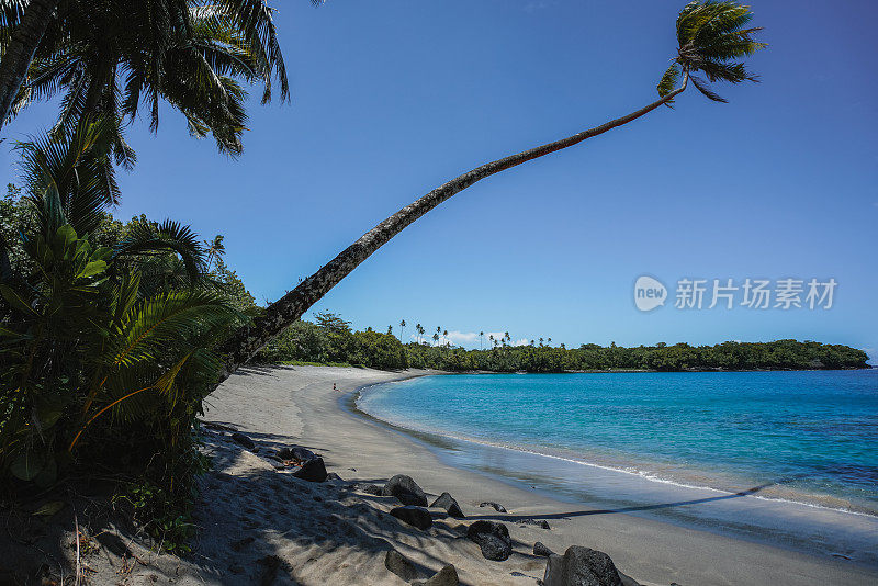 萨摩亚热带海滩上的椰子树