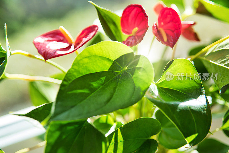 花烛属植物