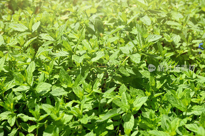 新鲜的绿色薄荷植物，薄荷植物生长在蔬菜园里