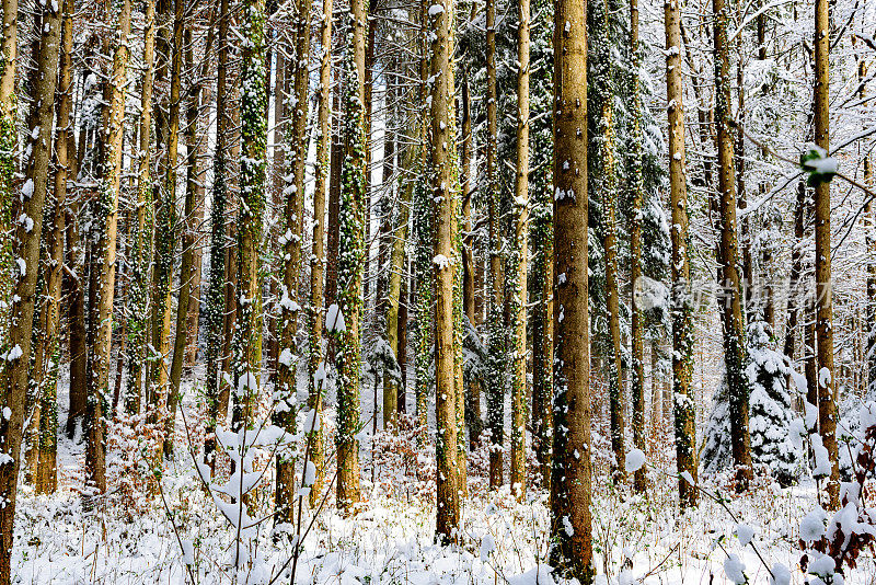 刺草林里的雪