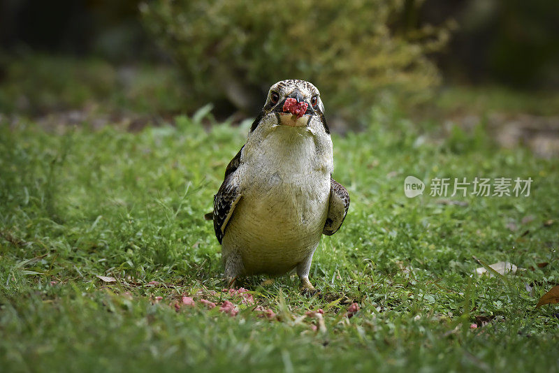 笑库卡布拉（达塞洛新几内亚科）