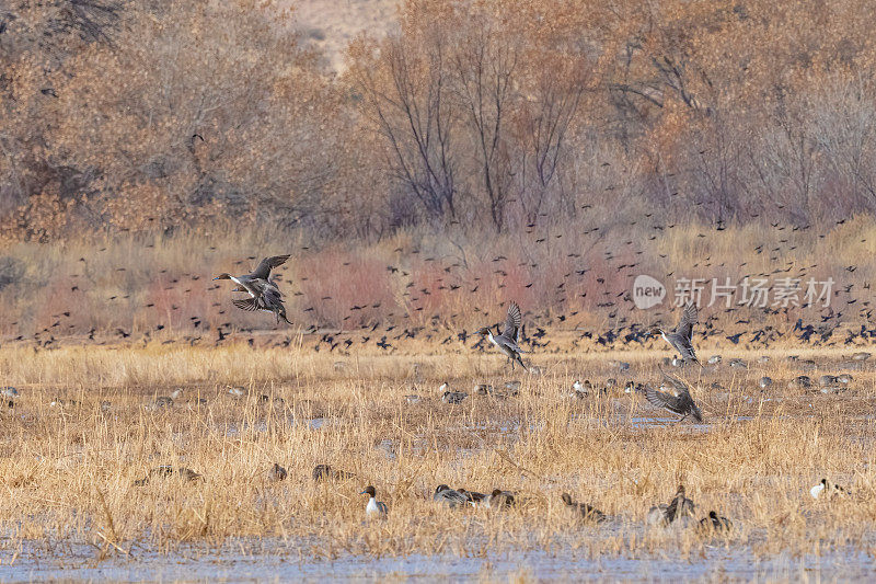 在美国新墨西哥州的博斯克德尔阿帕奇，一群鸭子和鸟(尖尾鸭、野鸭、红翼黑鸟)聚集在一起