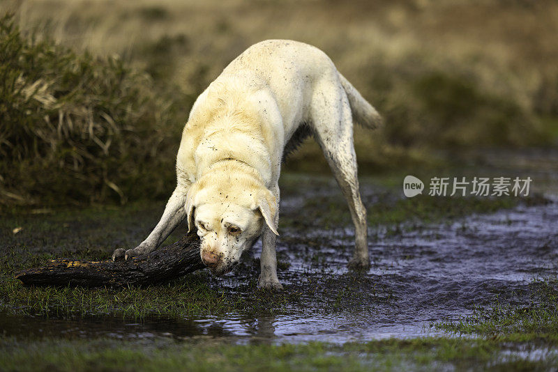 黄色拉布拉多猎犬在泥泞的乡间锻炼