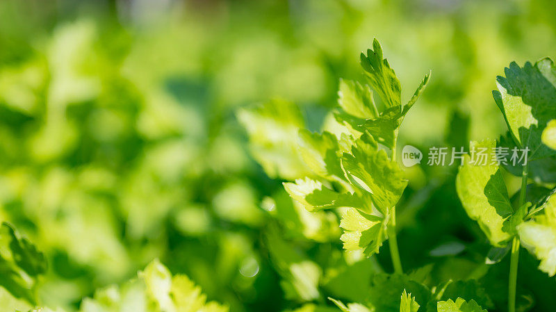 水培蔬菜农场里的欧芹