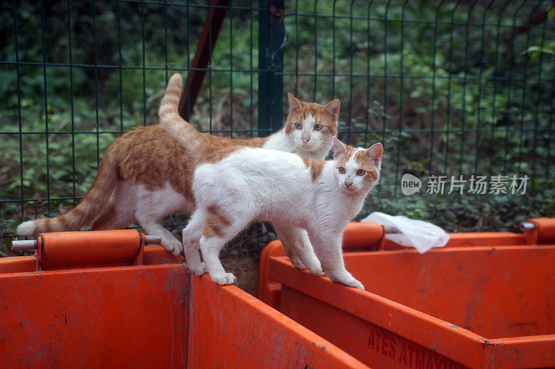 伊斯坦布尔的流浪猫