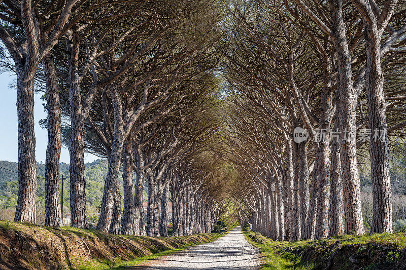 法国南部圣特罗佩海湾地区巨大松树环绕的步道