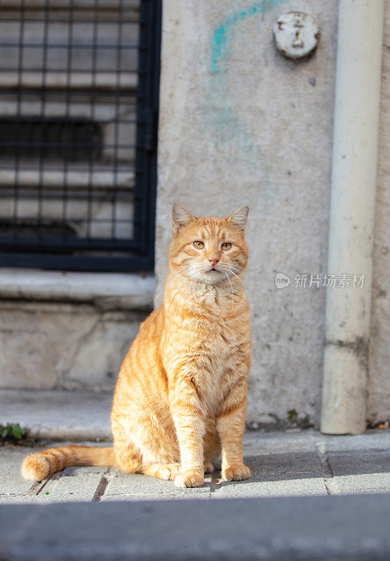 姜黄色的流浪猫正坐在街上。