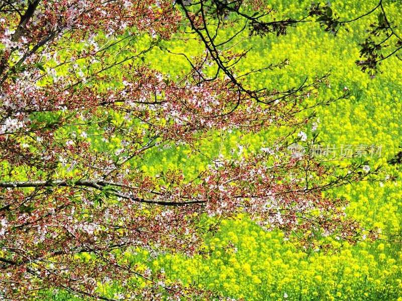 日本。四月初。盛开的樱花枝在黄色油菜花的背景下。的印象。