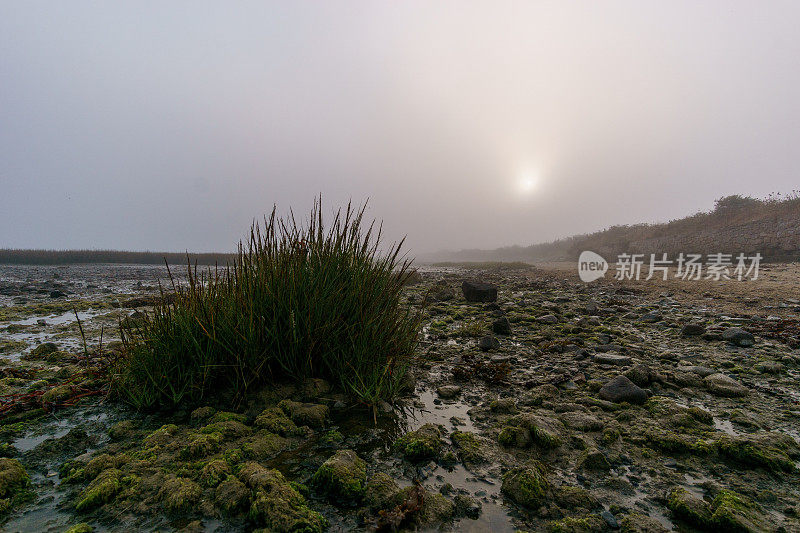 潮湿的沼泽海岸线芦苇草和太阳突破朦胧神秘的秋天早晨在西隆德塔尔伯特自然保护区，布列塔尼，法国