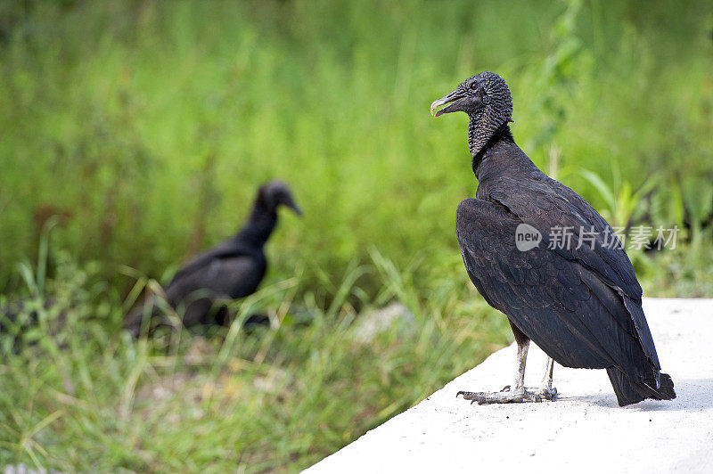 黑秃鹫，研究路边的拾荒者，波多黎各，哥斯达黎加