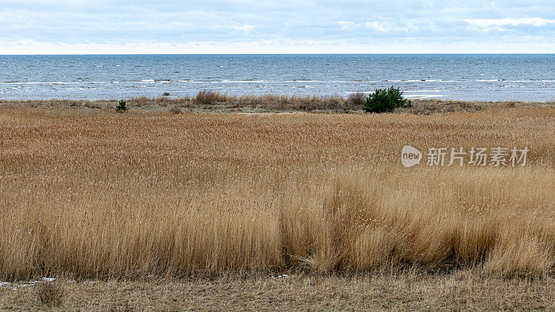 可以看到海边一望无际的芦苇田，海边的芦苇草地