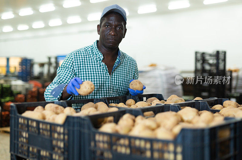受雇的食品仓库工人检查收获的土豆的质量
