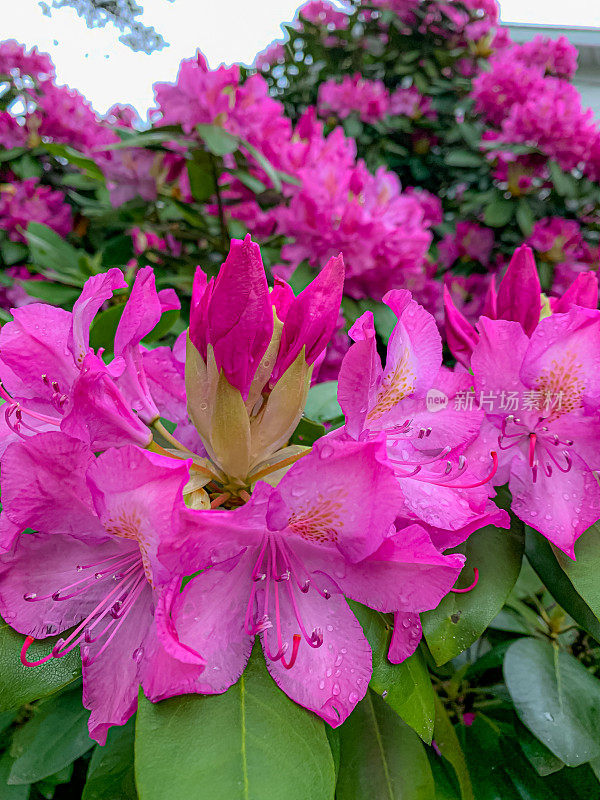 花、树等。