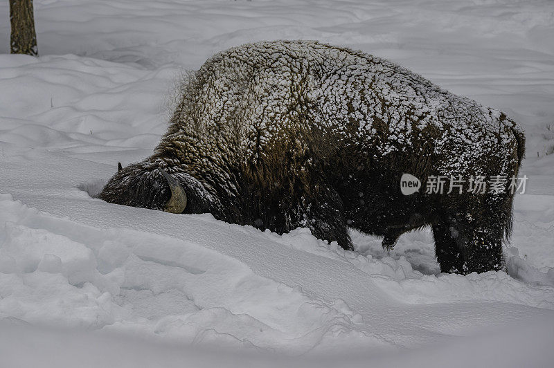 美国野牛在黄石国家公园的雪地里试图在雪下寻找食物。用头把雪移走。