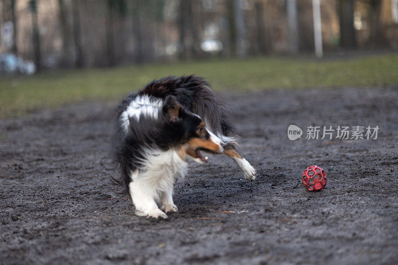 雪莉牧羊犬在玩球