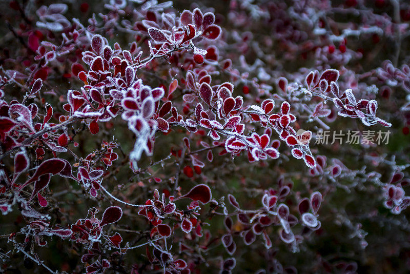 红色常绿灌木上冰冻的蜘蛛网