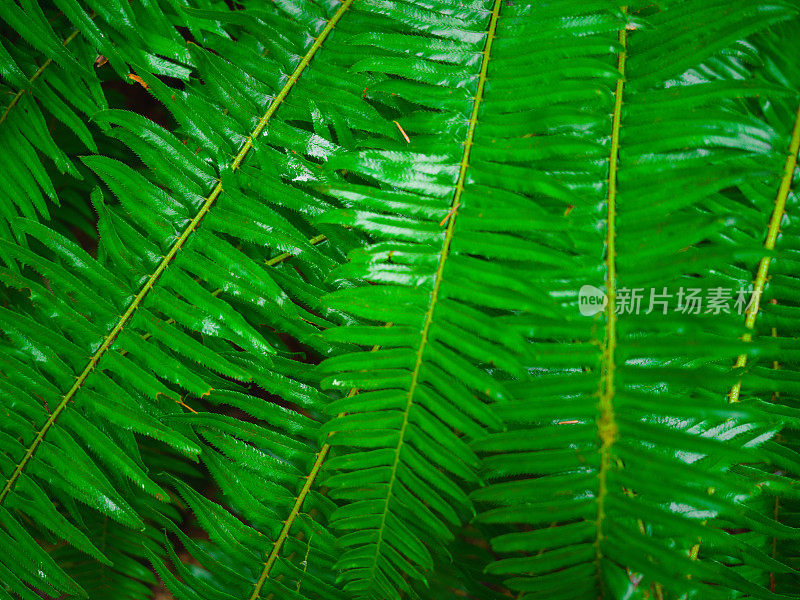 生长在热带雨林中的蕨类植物