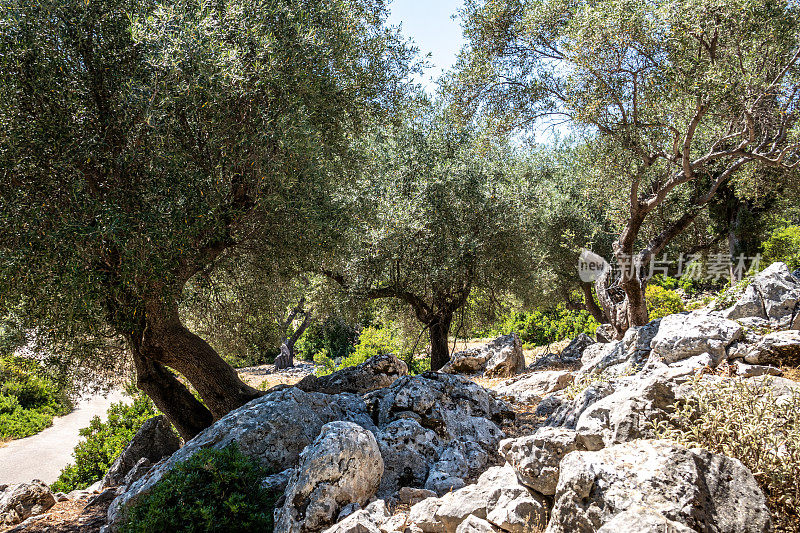 希腊凯法利尼亚非常古老的橄榄果园。