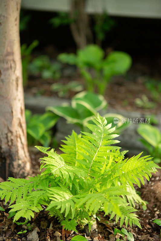 蕨类植物