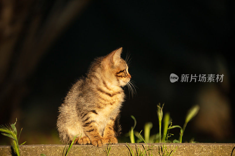 超级可爱的虎斑猫。