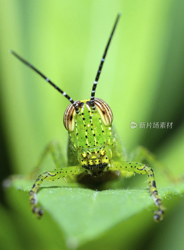 蚱蜢在绿叶上，看着镜头——动物的行为。