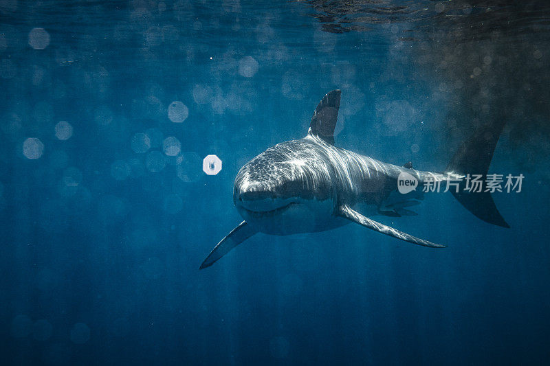 凶险的大白鲨带着血游过