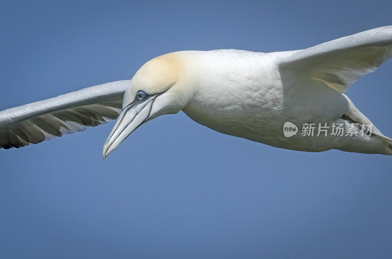 在汉普顿悬崖上飞行的塘鹅