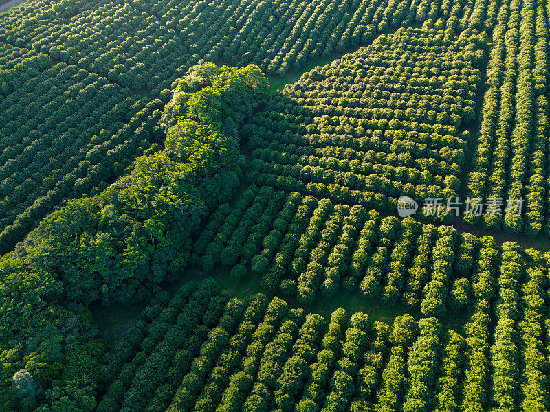 咖啡种植园，澳大利亚