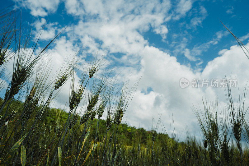 夏日阳光明媚的麦田