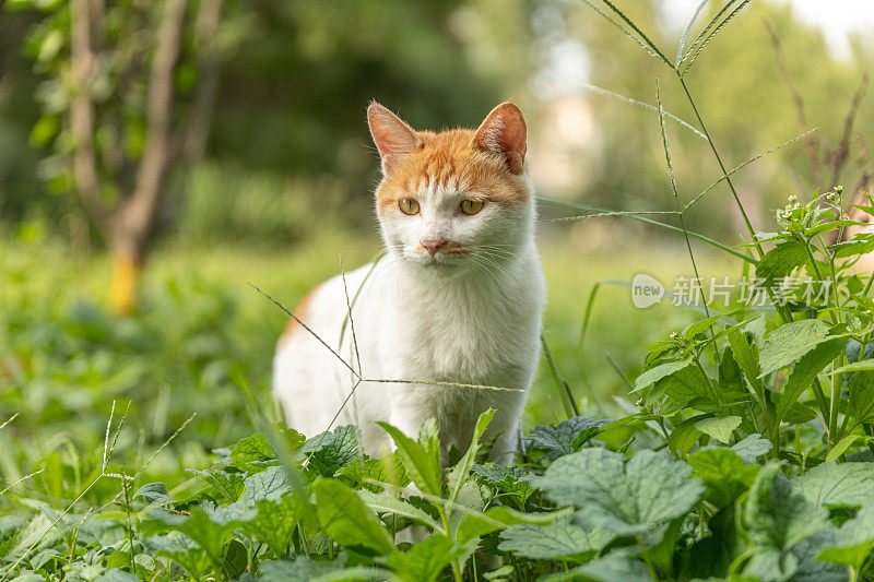 可爱的白姜猫在户外草地上休息