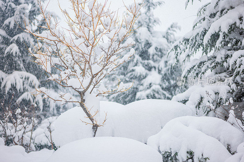 纯白色的背景上，杉树树枝上覆盖着厚厚的积雪