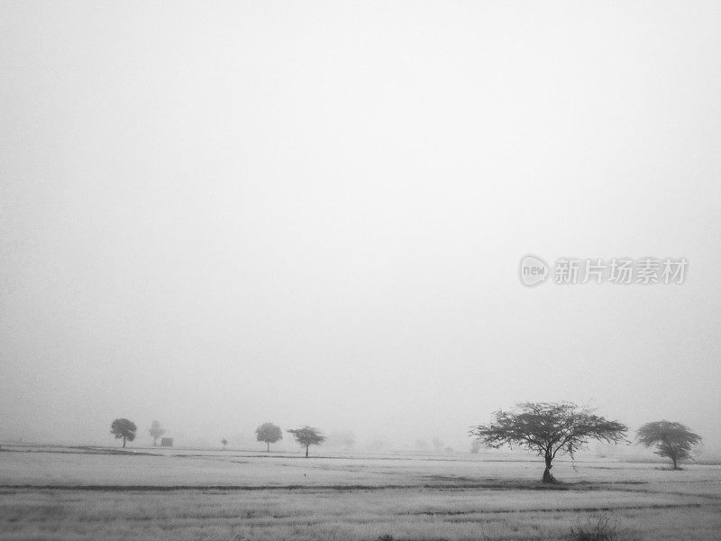 清晨农场中央的树木笼罩着浓重的雾霾