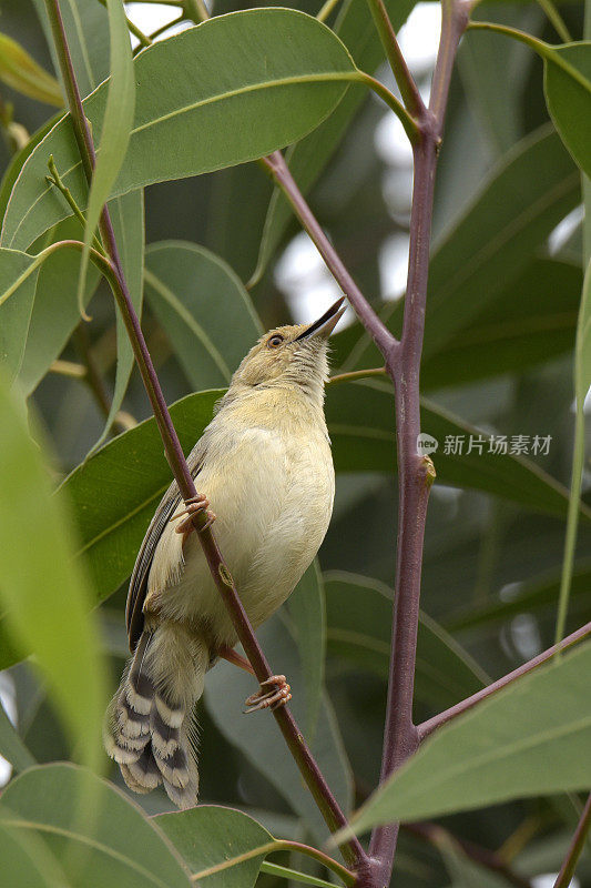 用颤声说Cisticola