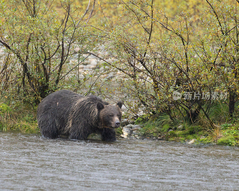 在水中行走的母灰熊:加拿大BC省